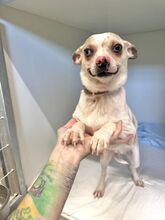 AJI, Hund, Mischlingshund in Slowakische Republik - Bild 2
