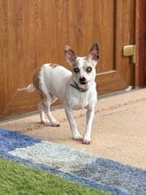 AJI, Hund, Mischlingshund in Slowakische Republik - Bild 7