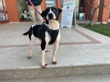 JACK, Hund, Mischlingshund in Griechenland - Bild 1