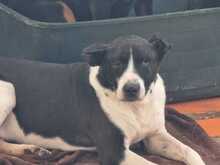 JACK, Hund, Mischlingshund in Griechenland - Bild 2