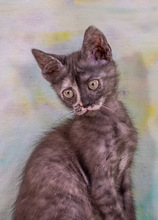 CUBACINHA, Katze, Hauskatze in Portugal