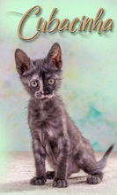 CUBACINHA, Katze, Hauskatze in Portugal - Bild 2