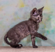 CUBACINHA, Katze, Hauskatze in Portugal - Bild 3