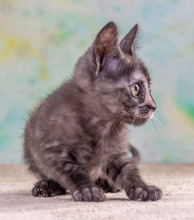 CUBACINHA, Katze, Hauskatze in Portugal - Bild 5