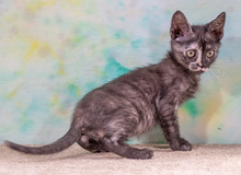 CUBACINHA, Katze, Hauskatze in Portugal - Bild 6