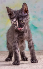 CUBACINHA, Katze, Hauskatze in Portugal - Bild 7