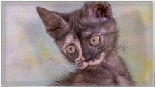 CUBACINHA, Katze, Hauskatze in Portugal - Bild 8