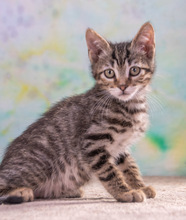 CREMOSO, Katze, Hauskatze in Portugal