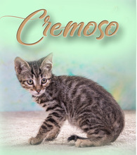 CREMOSO, Katze, Hauskatze in Portugal - Bild 3