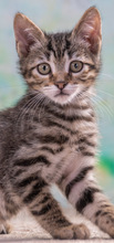 CREMOSO, Katze, Hauskatze in Portugal - Bild 5