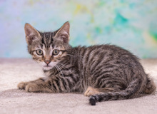 CREMOSO, Katze, Hauskatze in Portugal - Bild 6
