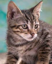 CREMOSO, Katze, Hauskatze in Portugal - Bild 7