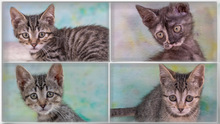 CREMOSO, Katze, Hauskatze in Portugal - Bild 8