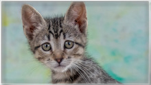 CHANTAL, Katze, Hauskatze in Portugal