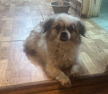 FLOCKE, Hund, Mischlingshund in Rumänien - Bild 1