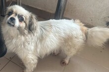 FLOCKE, Hund, Mischlingshund in Rumänien - Bild 2
