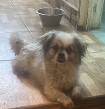 FLOCKE, Hund, Mischlingshund in Rumänien - Bild 3