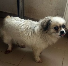 FLOCKE, Hund, Mischlingshund in Rumänien - Bild 4