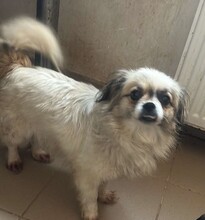 FLOCKE, Hund, Mischlingshund in Rumänien - Bild 5