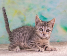 CATHY, Katze, Hauskatze in Portugal - Bild 3