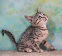 CATHY, Katze, Hauskatze in Portugal - Bild 6