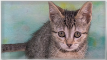 CATHY, Katze, Hauskatze in Portugal - Bild 7