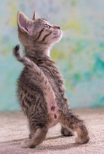 CATHY, Katze, Hauskatze in Portugal - Bild 8
