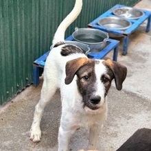FABI, Hund, Mischlingshund in Rumänien - Bild 1
