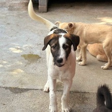 FABI, Hund, Mischlingshund in Rumänien - Bild 2