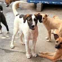 FABI, Hund, Mischlingshund in Rumänien - Bild 3