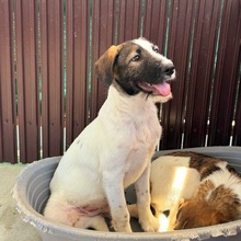 FABI, Hund, Mischlingshund in Rumänien - Bild 6