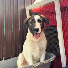 FABI, Hund, Mischlingshund in Rumänien - Bild 7