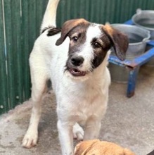 FABI, Hund, Mischlingshund in Rumänien - Bild 8