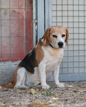 BUDDIE, Hund, Beagle in Upahl