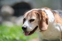 BUDDIE, Hund, Beagle in Upahl - Bild 10