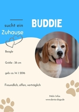 BUDDIE, Hund, Beagle in Upahl - Bild 11