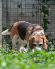 BUDDIE, Hund, Beagle in Upahl - Bild 2