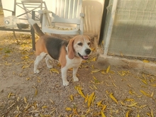 BUDDIE, Hund, Beagle in Upahl - Bild 3