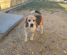 BUDDIE, Hund, Beagle in Upahl - Bild 4