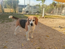 BUDDIE, Hund, Beagle in Upahl - Bild 5
