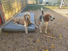 BUDDIE, Hund, Beagle in Upahl - Bild 6