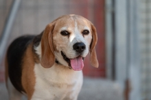 BUDDIE, Hund, Beagle in Upahl - Bild 7