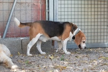 BUDDIE, Hund, Beagle in Upahl - Bild 8