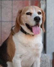 BUDDIE, Hund, Beagle in Upahl - Bild 9