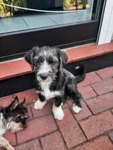 SINA, Hund, Mischlingshund in Bremen
