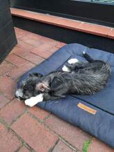 SINA, Hund, Mischlingshund in Bremen - Bild 3