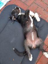 SINA, Hund, Mischlingshund in Bremen - Bild 4