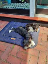 SINA, Hund, Mischlingshund in Bremen - Bild 5
