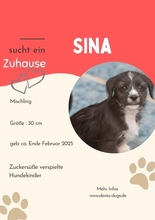 SINA, Hund, Mischlingshund in Bremen - Bild 6
