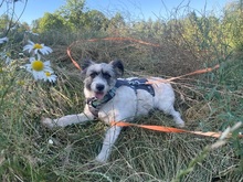 FLOWER, Hund, Mischlingshund in Herten